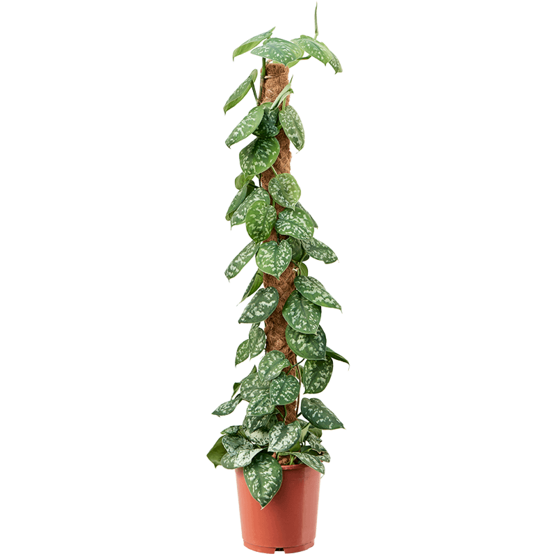Scindapsus pictus op mosstok, mooie kantoorplant