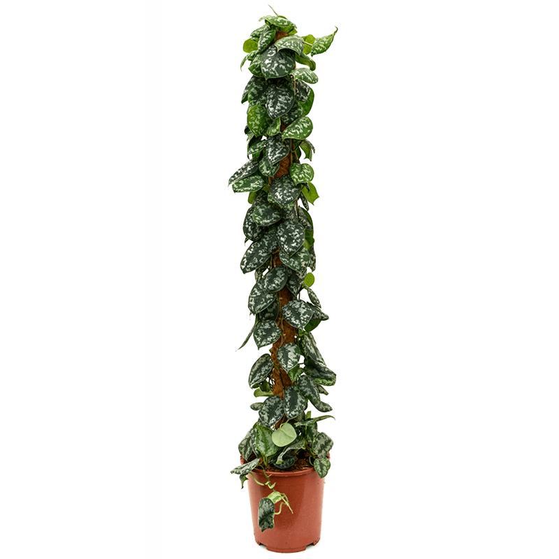 Scindapsus pictus