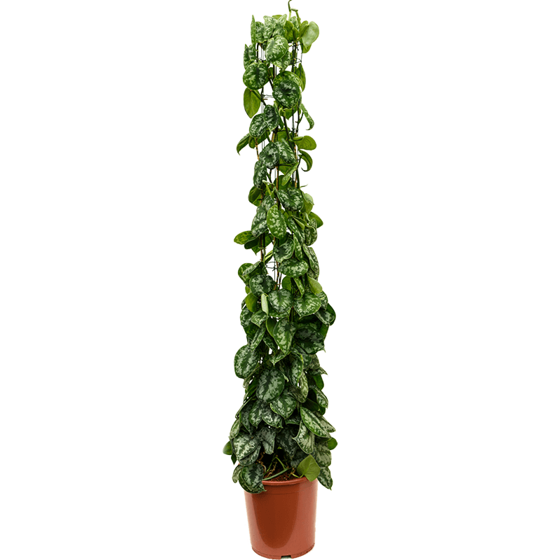 Scindapsus pictus