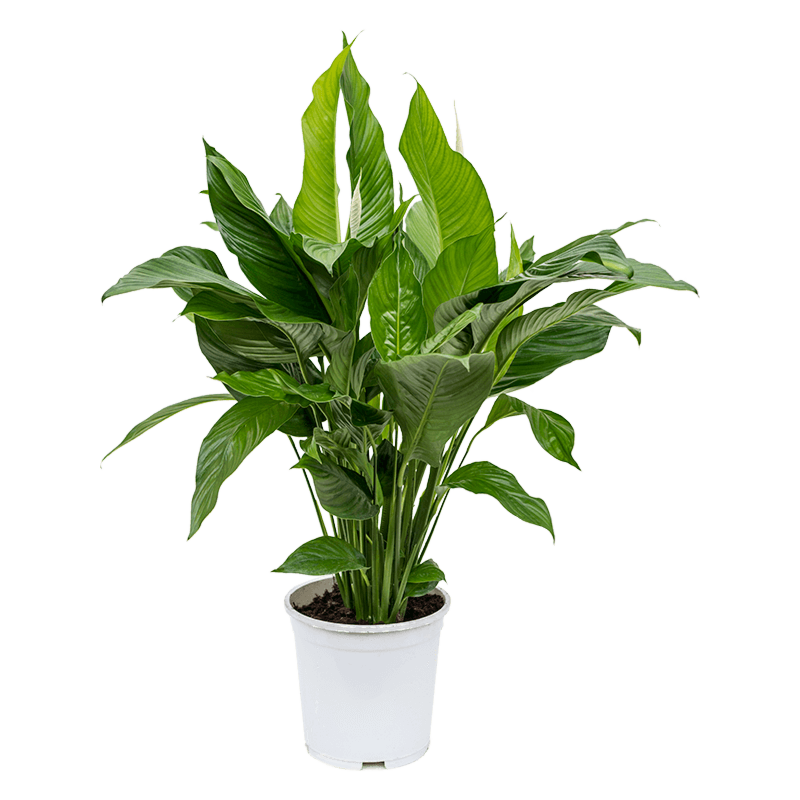 Spathiphyllum 'Sweet Lauretta'