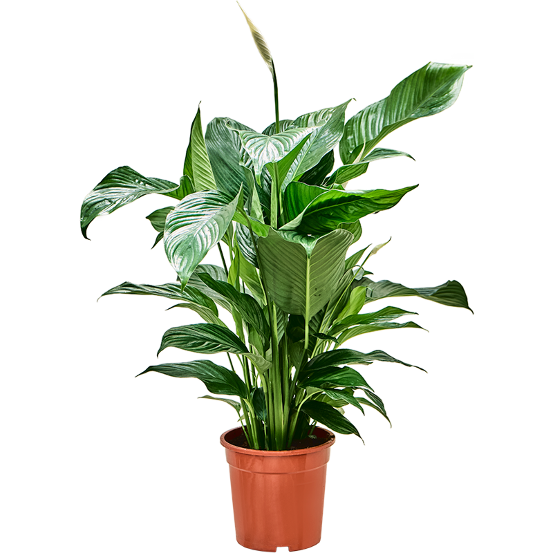 Spathiphyllum 'Sweet Lauretta'