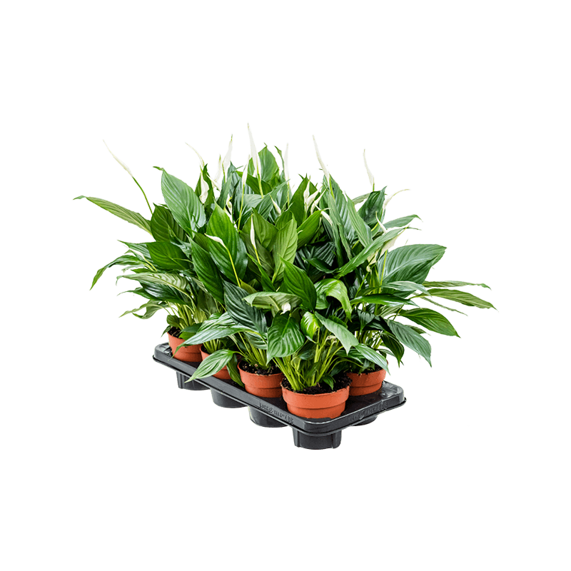 Spathiphyllum