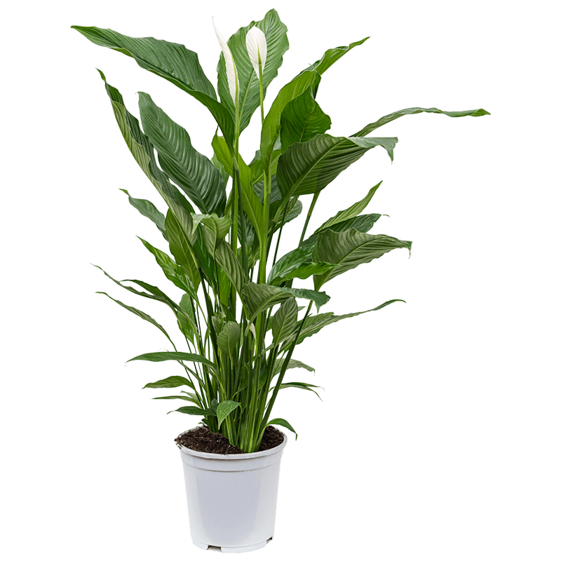 Spathiphyllum 'Sweet Sebastiano'