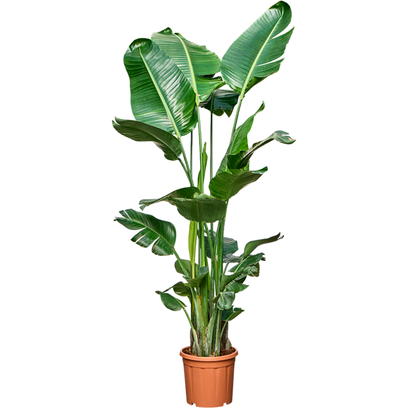 Strelitzia nicolai