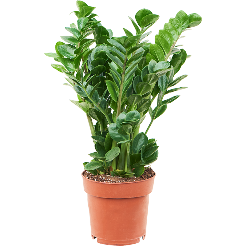 Zamioculcas zamiifolia 'Midori'