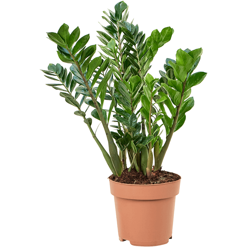 grote zamioculcas