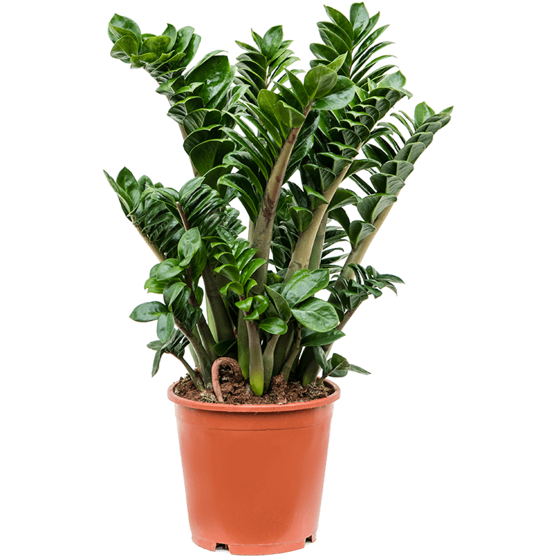Zamioculcas zamiifolia 'Zenzi'