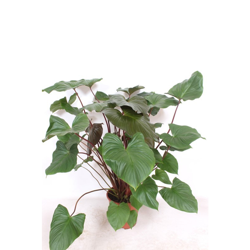 Homalomena rubescens Maggy