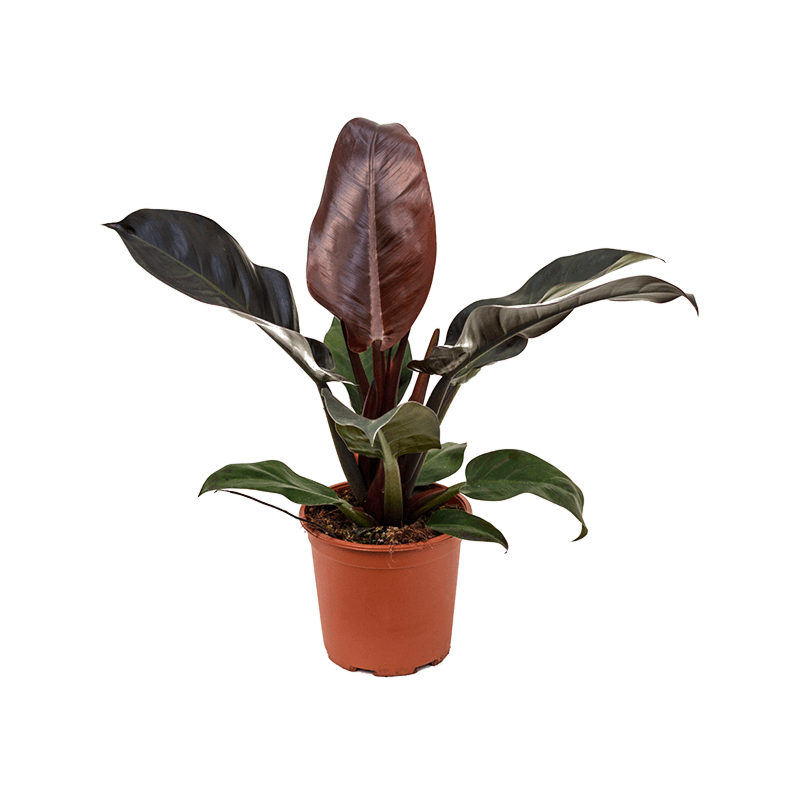 Philodendron Imperial Red mooie plant