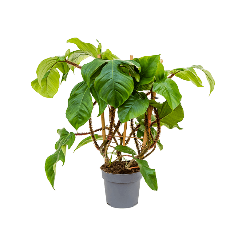 philodendron op rek