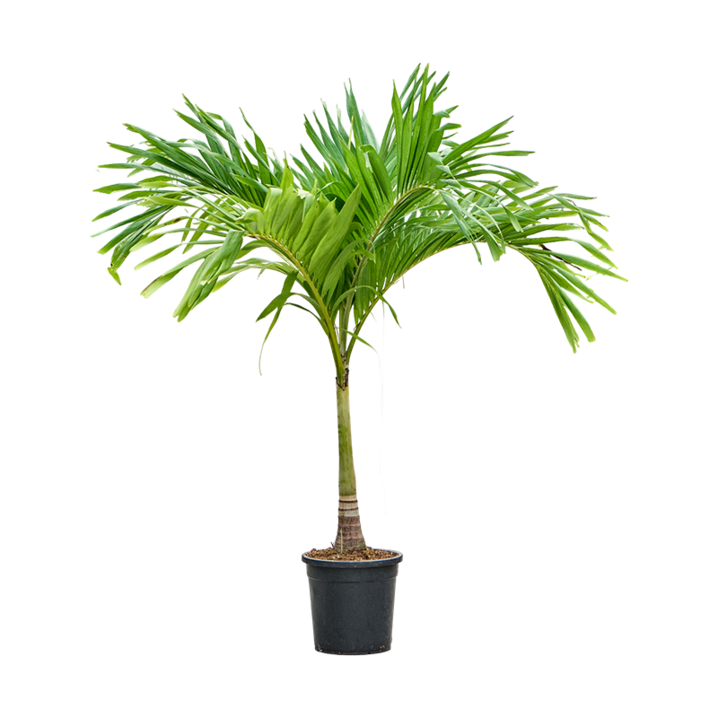 veitchia palm