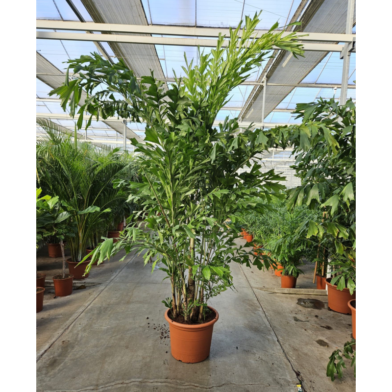 Caryota mitis
