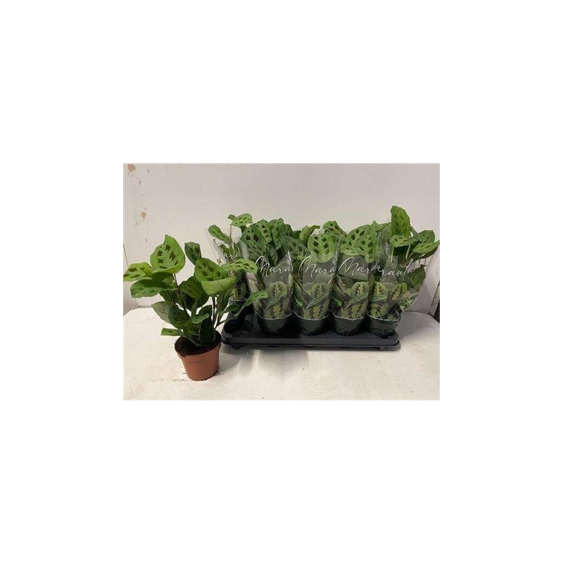 Maranta kerchoveana (Bidsprinkhaanplant)