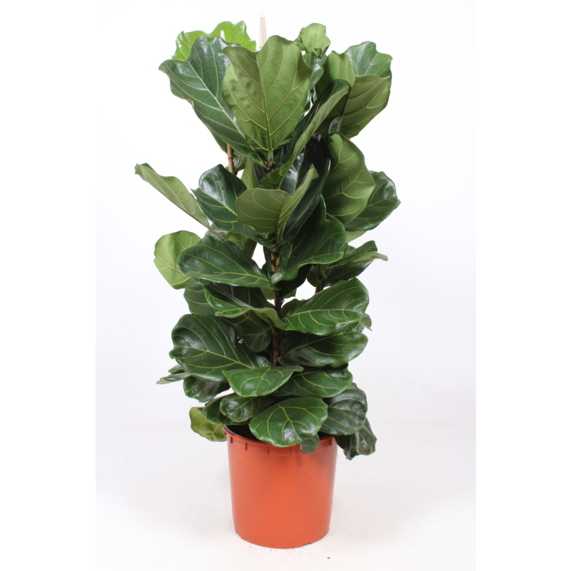 Ficus Lyrata
