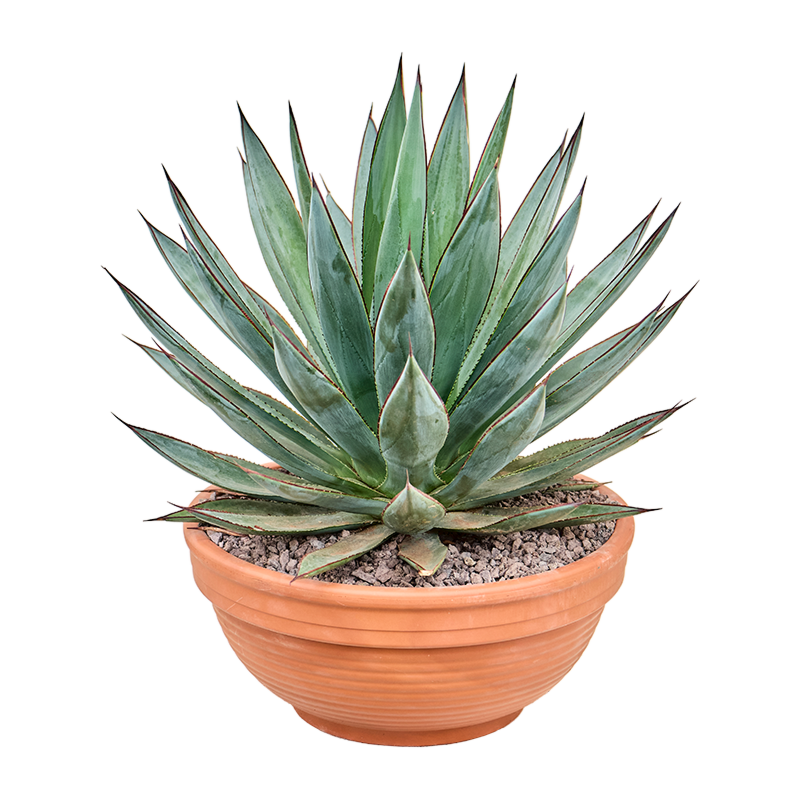 Agave 'Blue Glow'