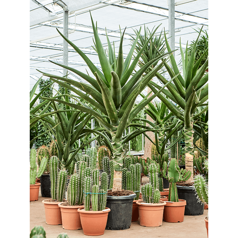 Aloe bainesii (barberae)