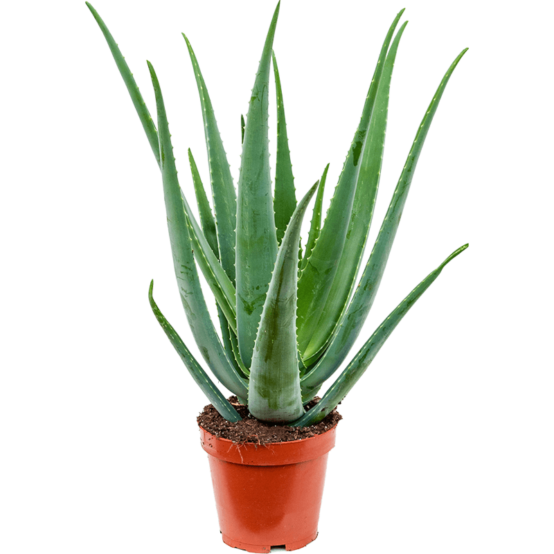 Aloe vera barbadensis
