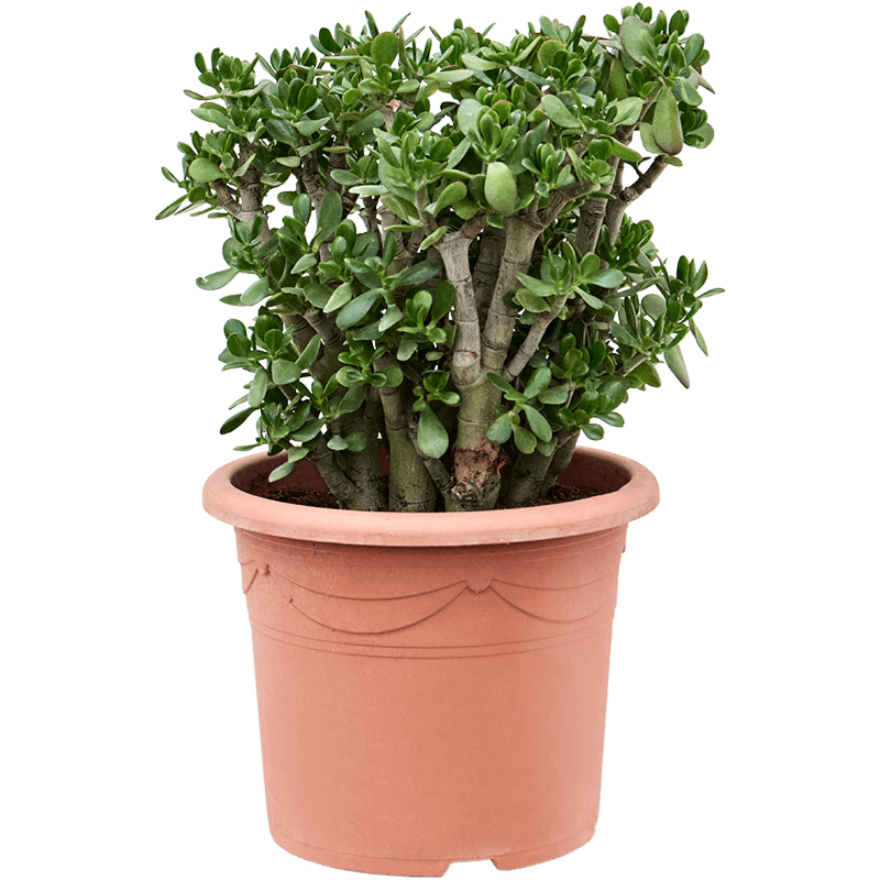 Crassula ovata