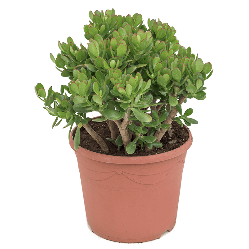 Crassula ovata