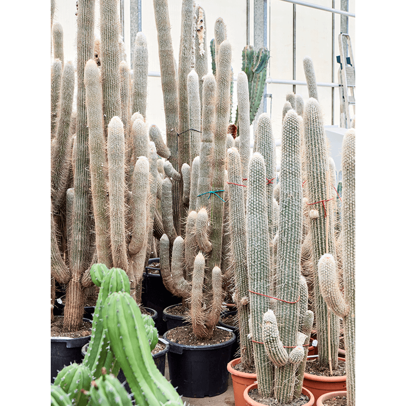 Espostoa lanata