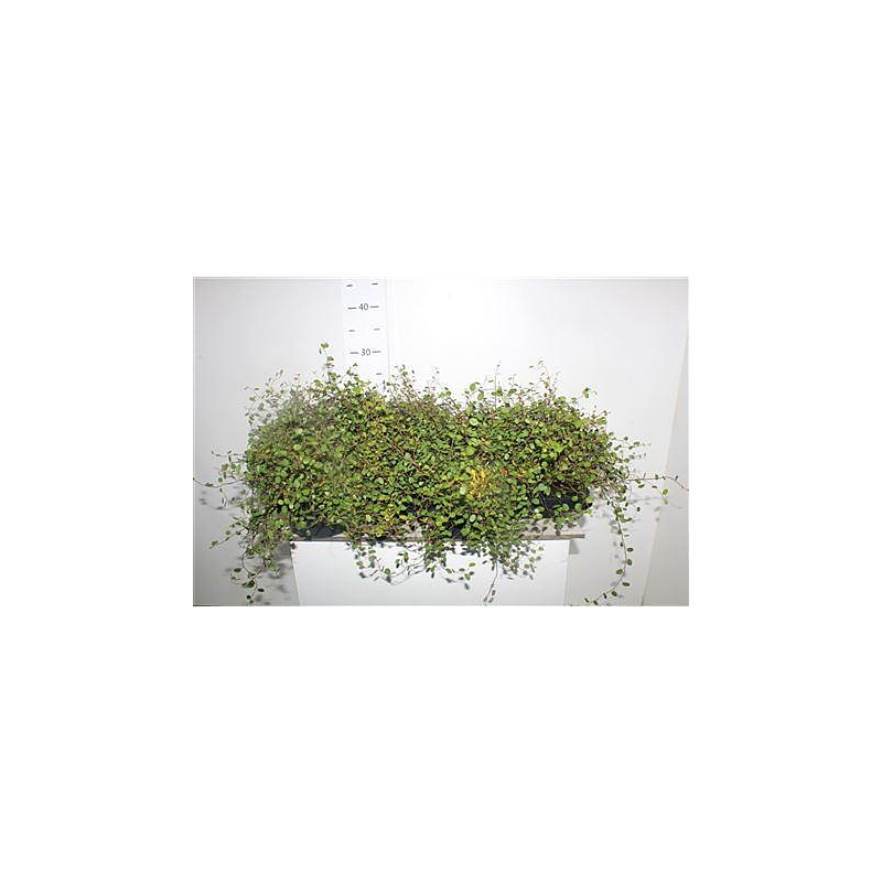 Muehlenbeckia complexa 'Golden Girl' (Muehlenbeckia Golden Girl)