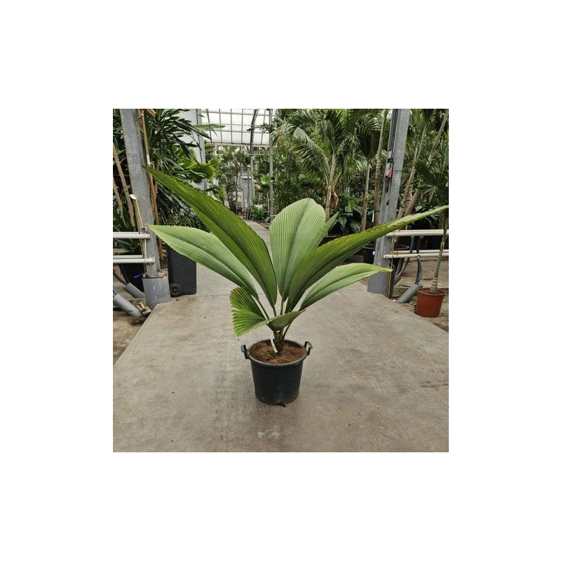 Johannesteijsmannia jasmaniana