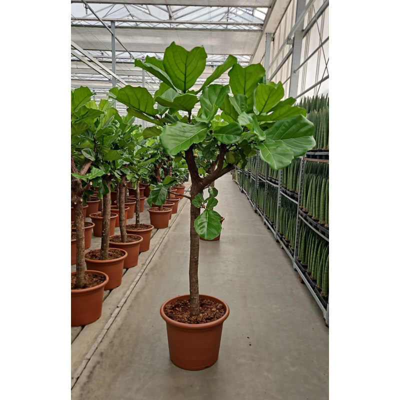 Ficus lyrata