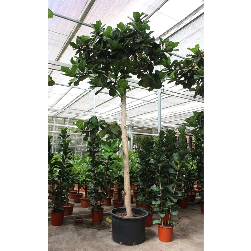 Ficus lyrata