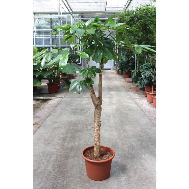 Schefflera actinophylla 'Amate’