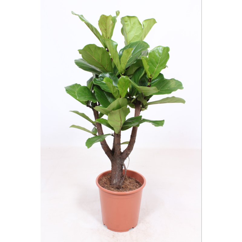 Ficus Lyrata