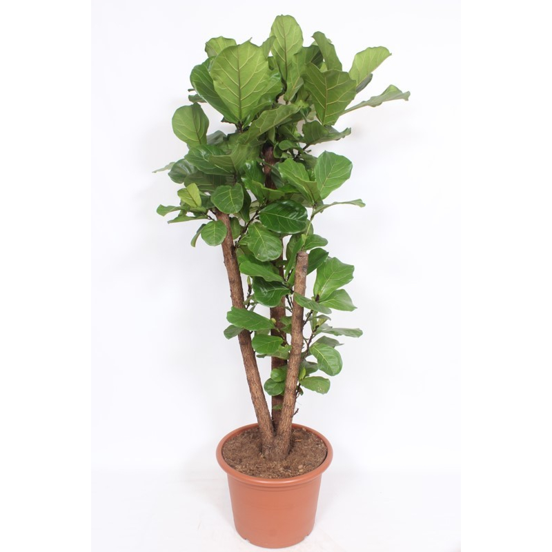 Ficus Lyrata