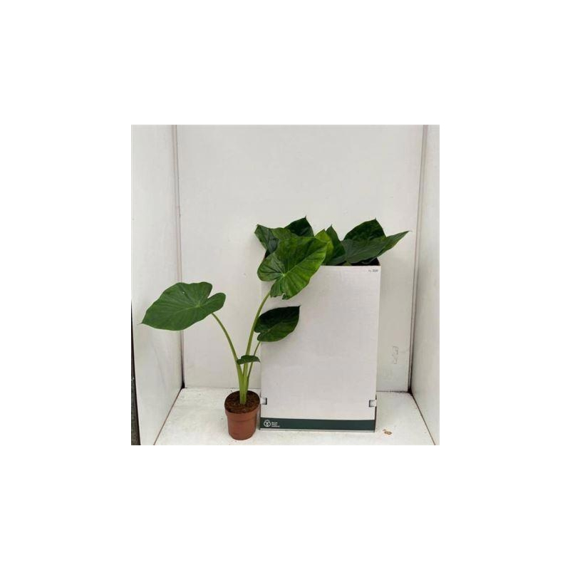 Alocasia macrorrhizos (Reuzenolifantsoor)