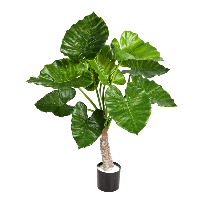 Alocasia Calidora