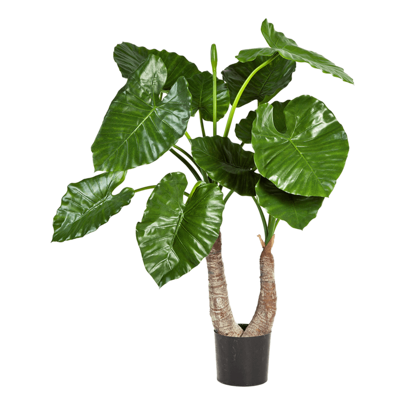 Alocasia Calidora