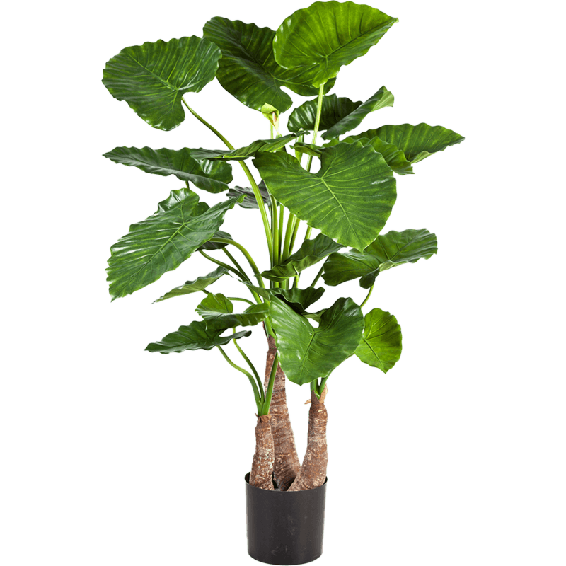 Alocasia Calidora