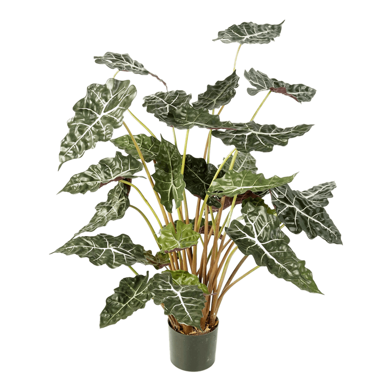 Alocasia
