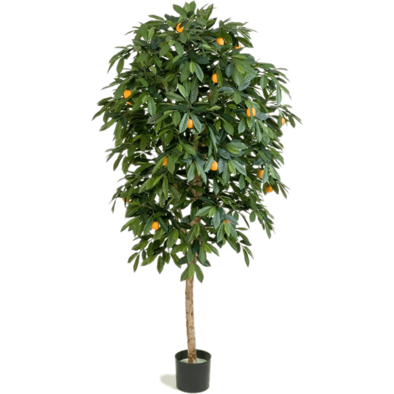 Mandarijn (Citrus Reticulata)