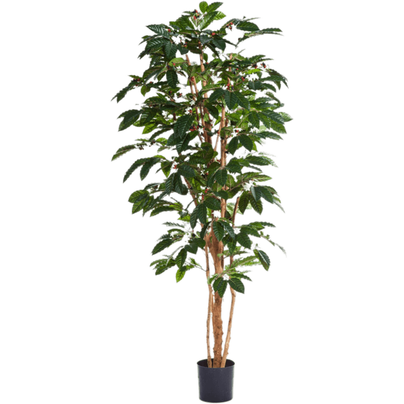Koffieplant (Coffea Arabica)