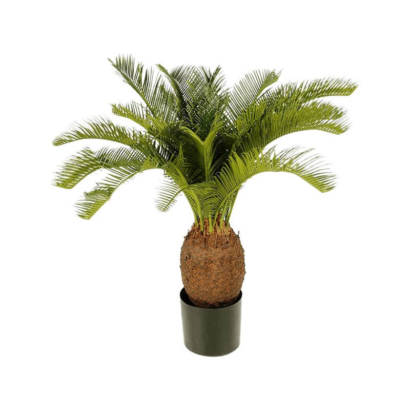Cycas