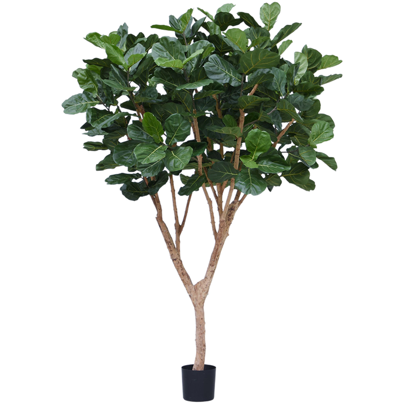 Vioolbladplant (Ficus Lyrata)
