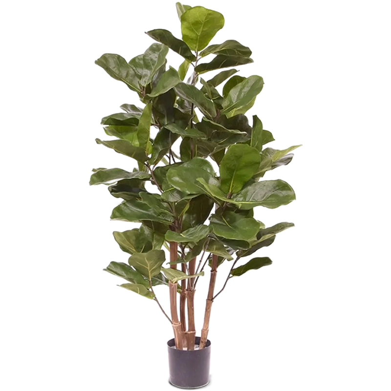 Ficus Lyrata