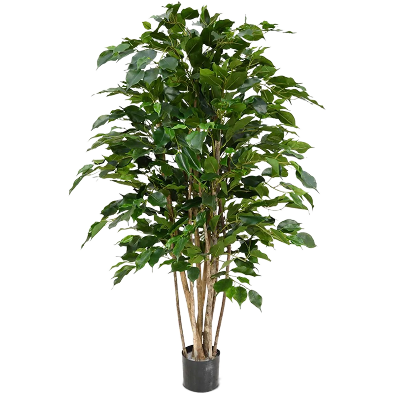 Ficus Benjamina Exotica