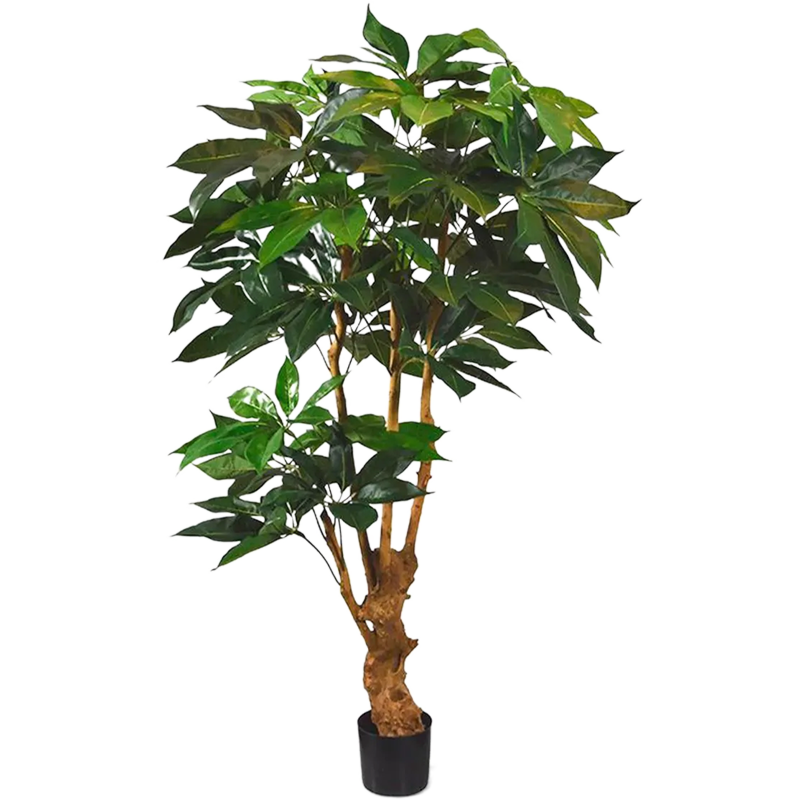Schefflera Actinophylla Amate