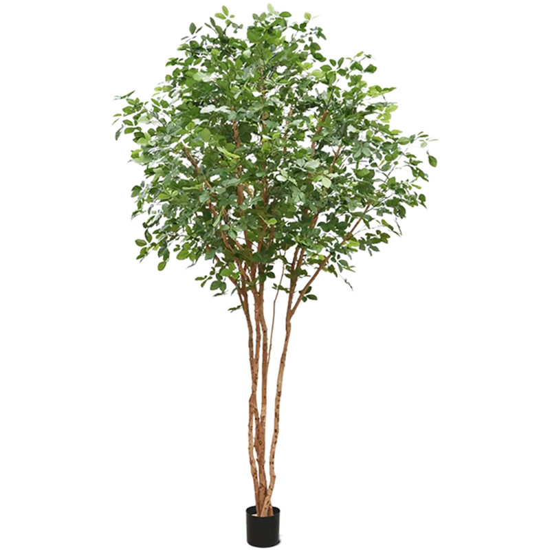 Beuk (Fagus Sylvatica)