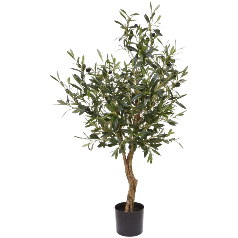Europese Olijf (Olea Europaea)