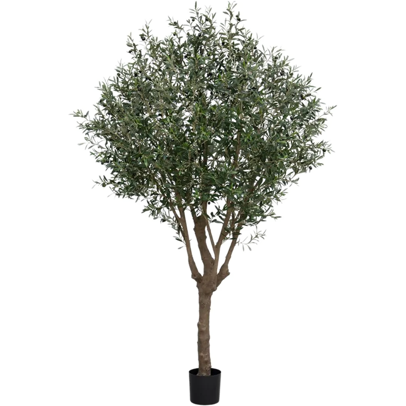 Europese Olijf (Olea Europaea)
