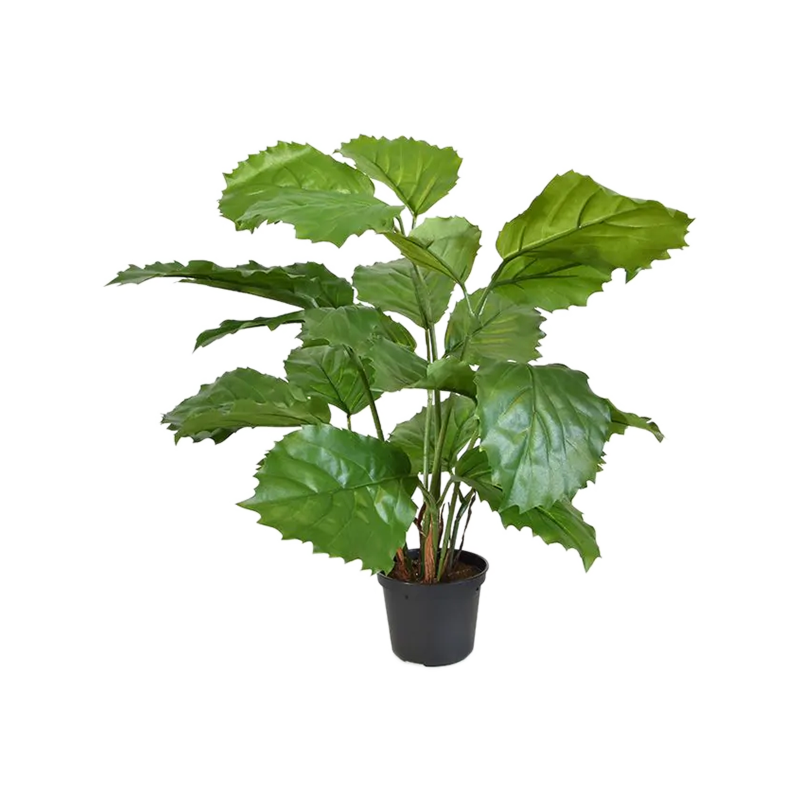 Tetrastigma Voinierianum