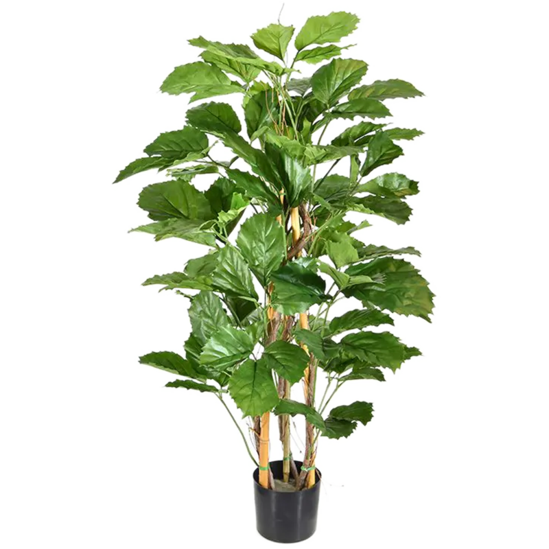 Tetrastigma Voinierianum