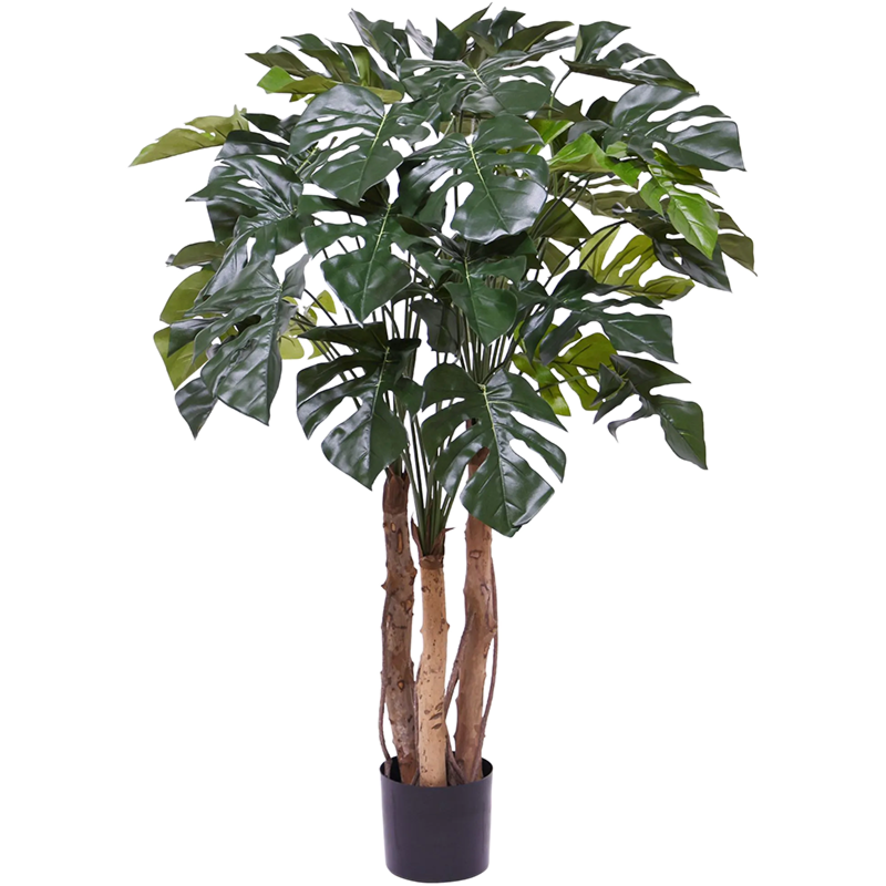 Monstera Deliciosa