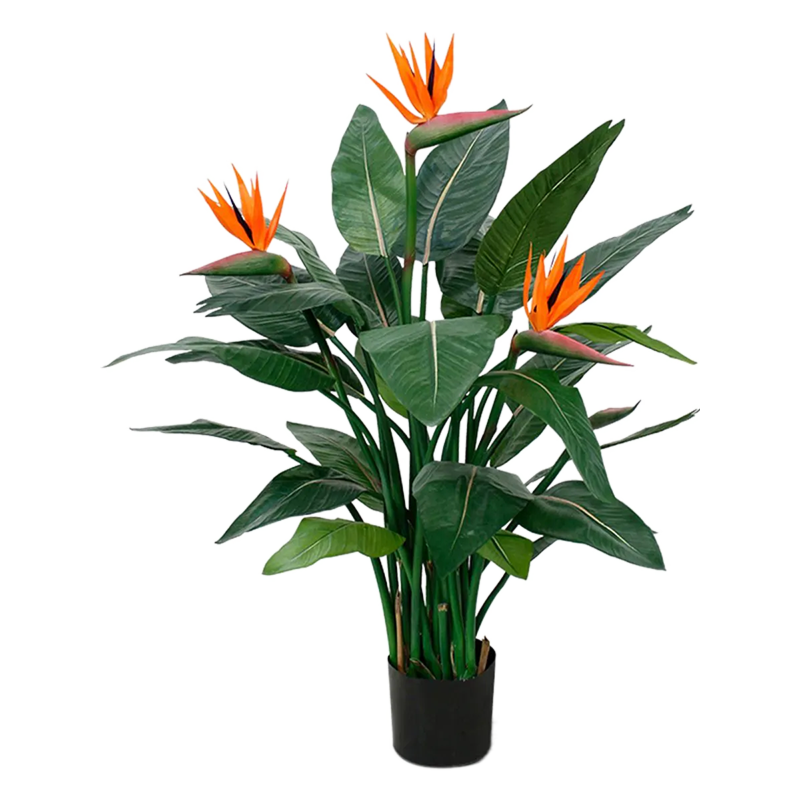 Strelitzia reginae